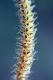 image of Lycopodium clavatum