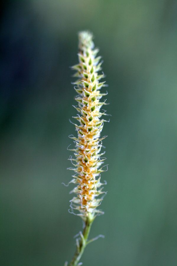 Lycopodiaceae Lycopodium clavatum