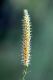 image of Lycopodium clavatum