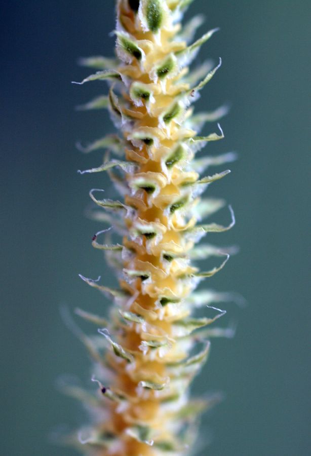 Lycopodiaceae Lycopodium clavatum