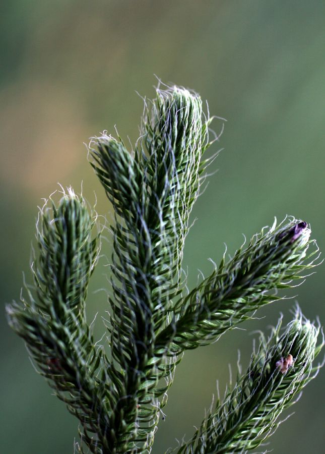 Lycopodiaceae Lycopodium clavatum