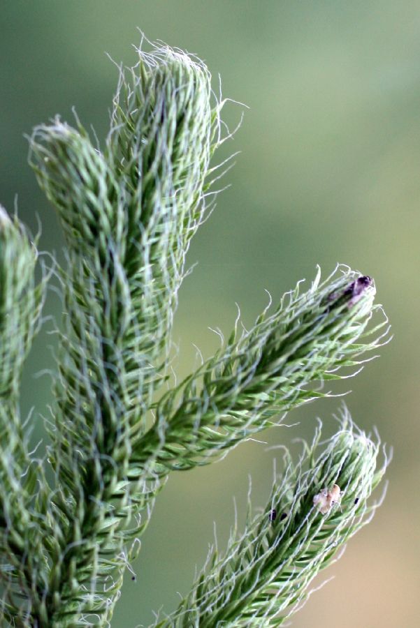 Lycopodiaceae Lycopodium clavatum