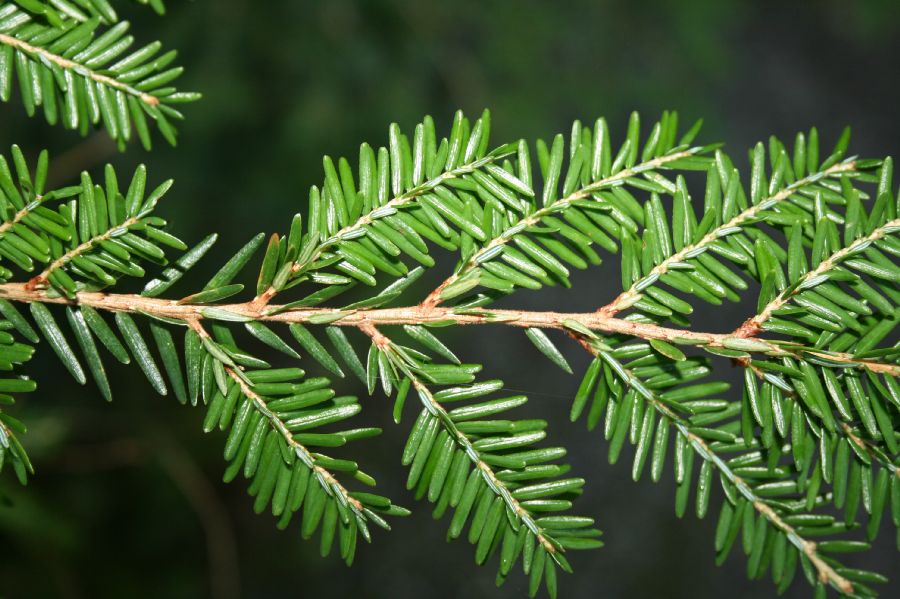 Pinaceae Tsuga canadensis