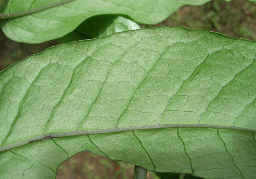 Lomariopsidaceae Mickelia nicotianifolia