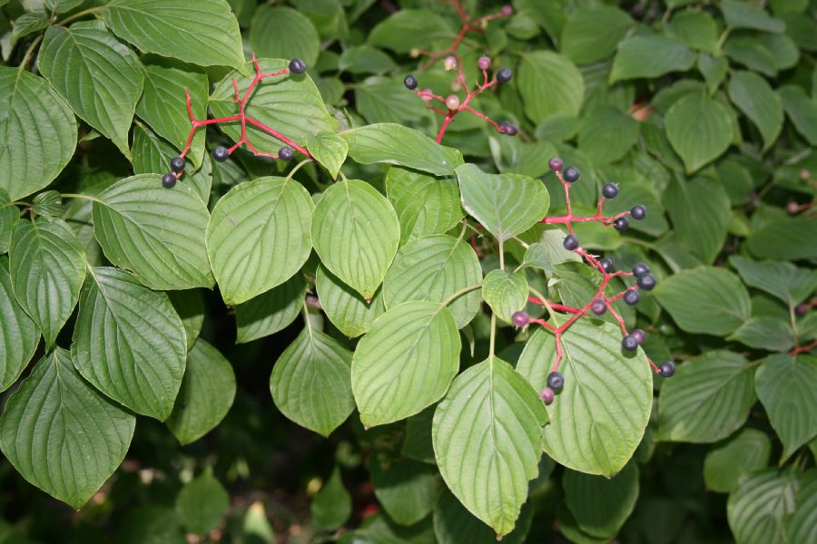 Cornaceae Cornus alternifolia