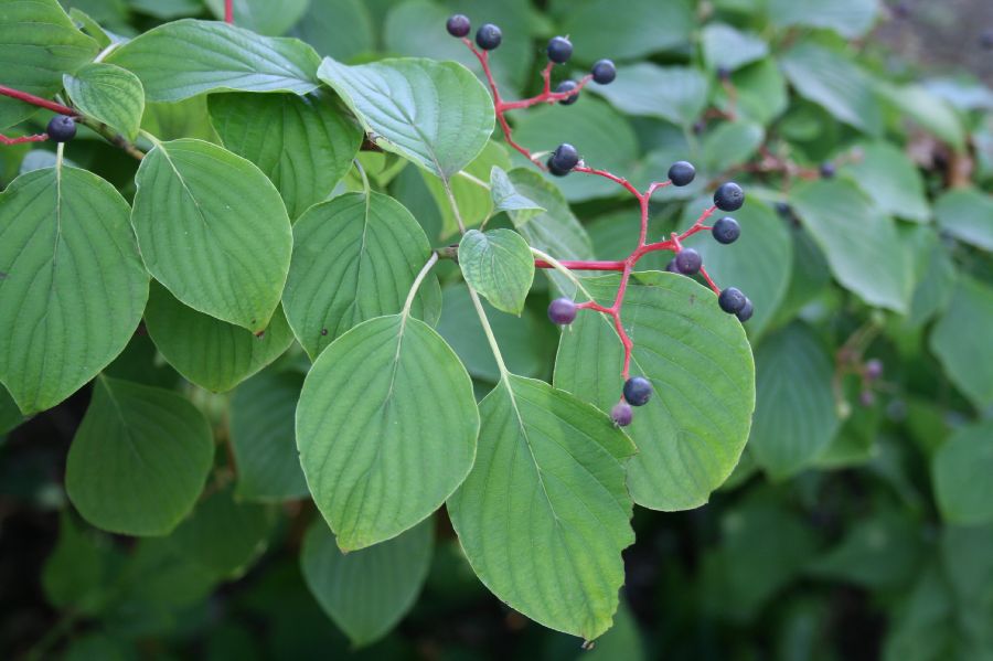 Cornaceae Cornus alternifolia