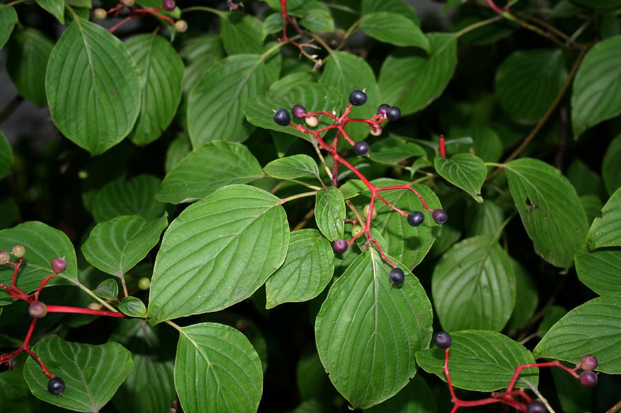 Cornaceae Cornus alternifolia