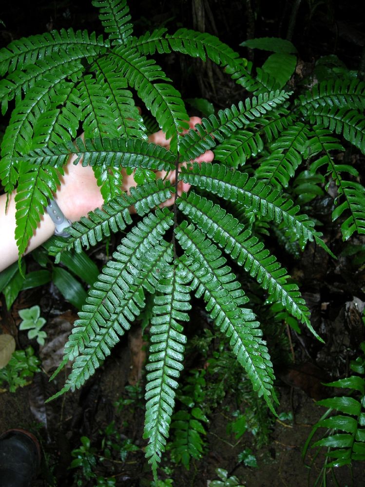 Pteridaceae Adiantum tetraphyllum