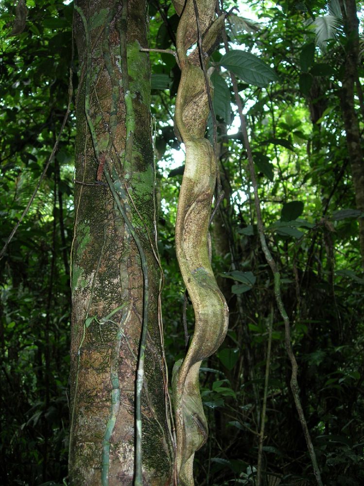 Fabaceae Bauhinia 