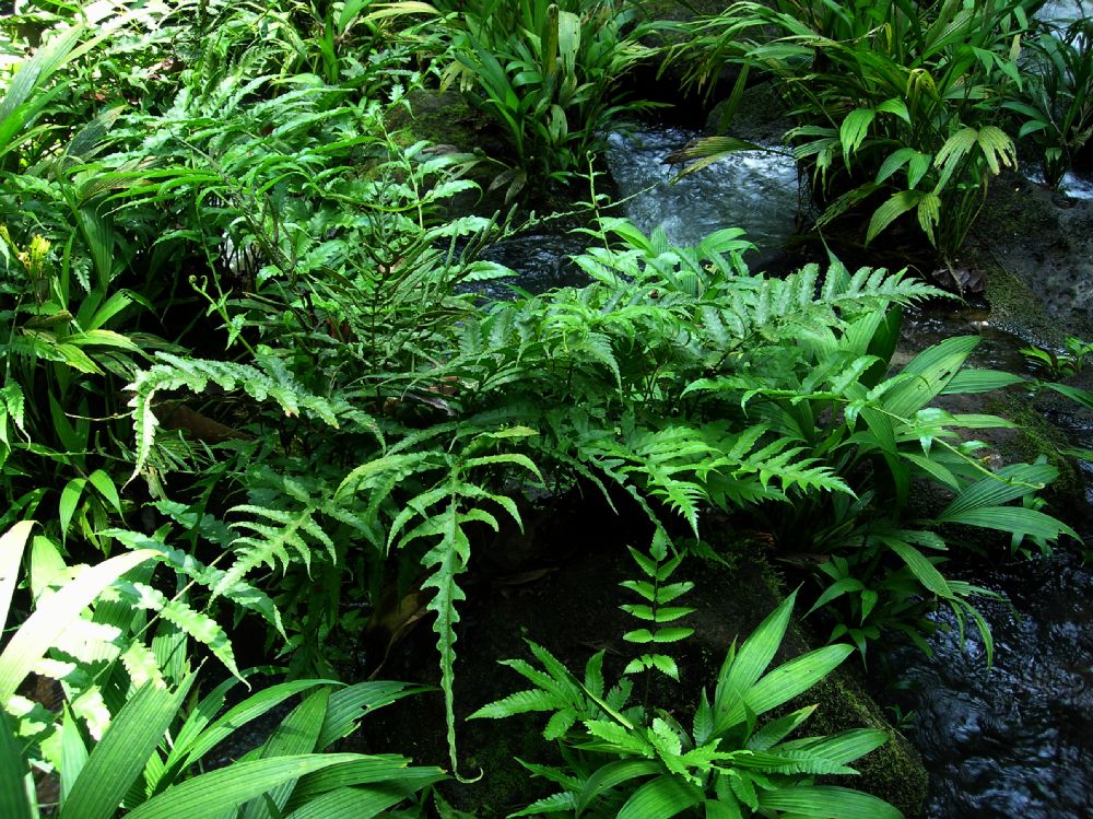 Lomariopsidaceae Bolbitis portoricensis