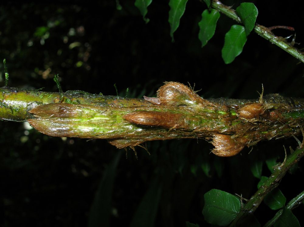 Lomariopsidaceae Lomariopsis vestita