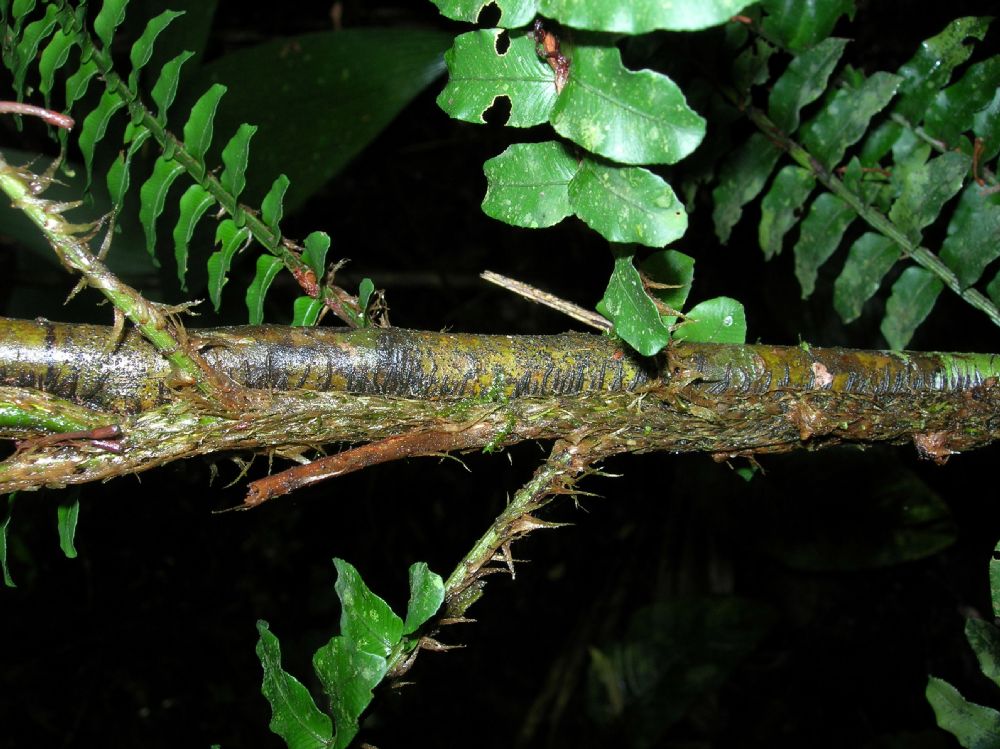 Lomariopsidaceae Lomariopsis vestita