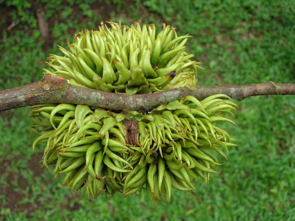 Moraceae Naucleopsis naga