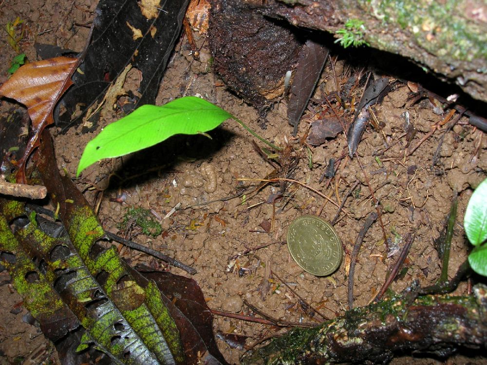 Dryopteridaceae Olfersia cervina