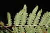 image of Pteridium aquilinum