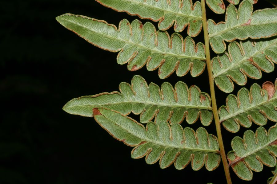 Dennstaedtiaceae Pteridium aquilinum