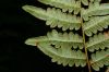 image of Pteridium aquilinum