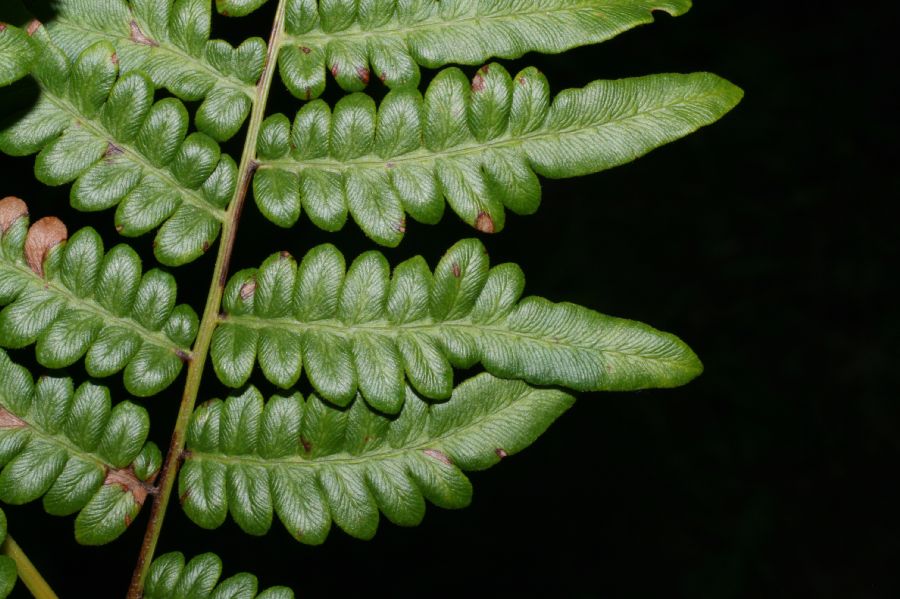 Dennstaedtiaceae Pteridium aquilinum