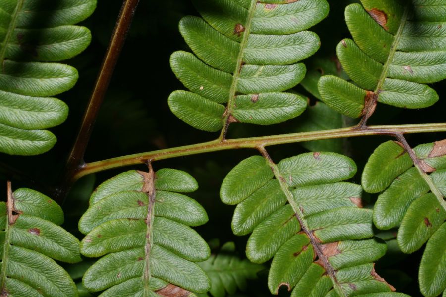 Dennstaedtiaceae Pteridium aquilinum