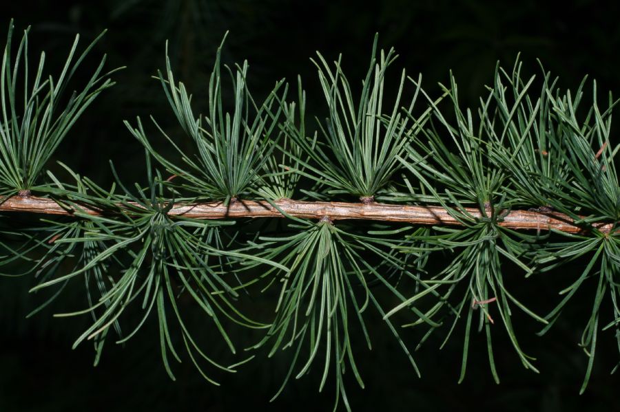 Pinaceae Larix laricina