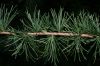 image of Larix laricina