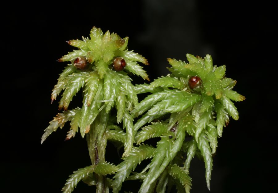  Sphagnum 