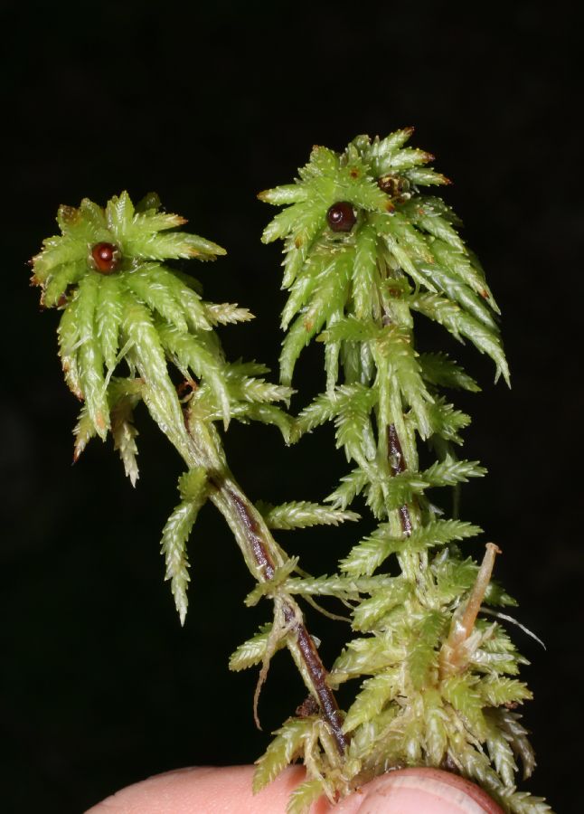  Sphagnum 
