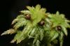 image of Sphagnum 
