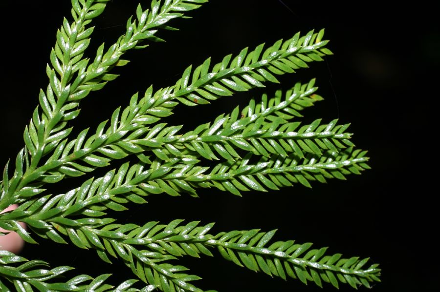 Lycopodiaceae Dendrolycopodium obscurum