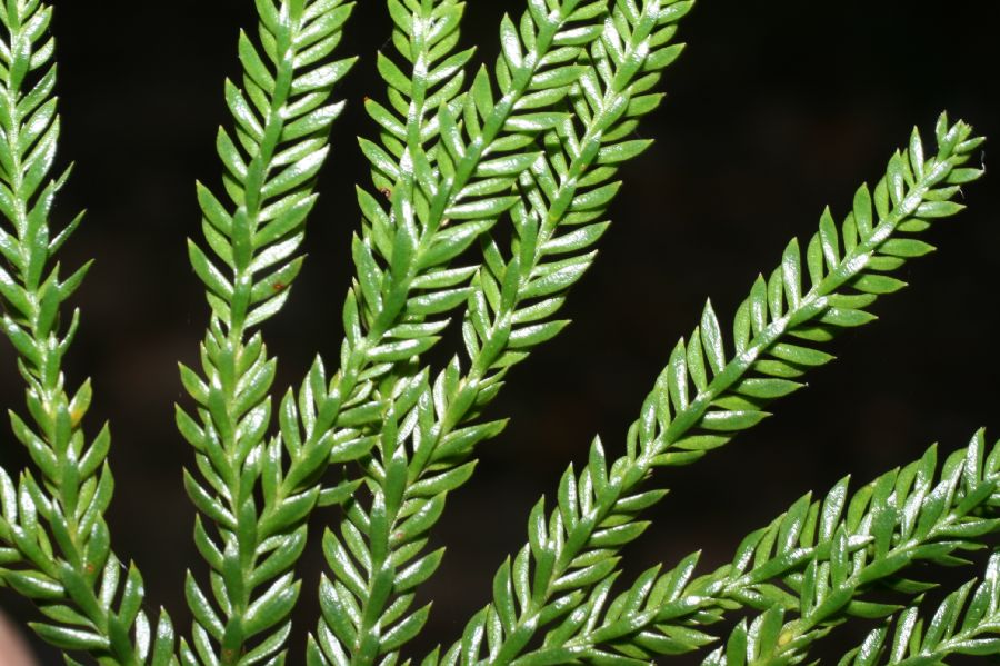 Lycopodiaceae Dendrolycopodium obscurum