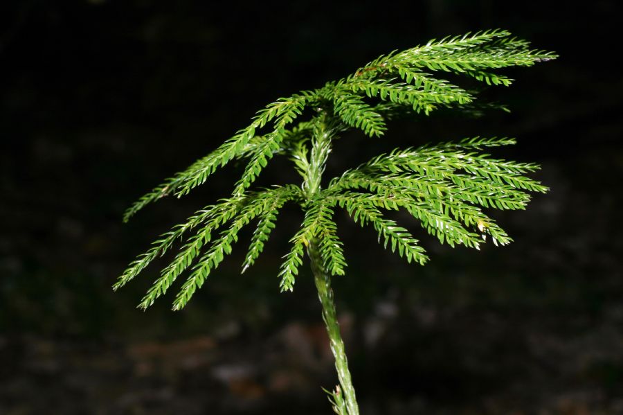 Lycopodiaceae Dendrolycopodium obscurum