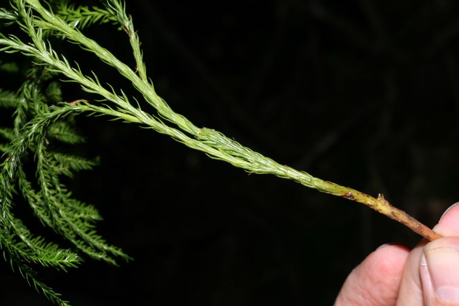 Lycopodiaceae Dendrolycopodium obscurum