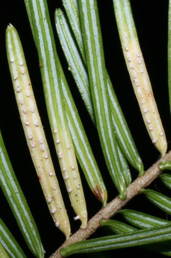 Pinaceae Abies balsamifera