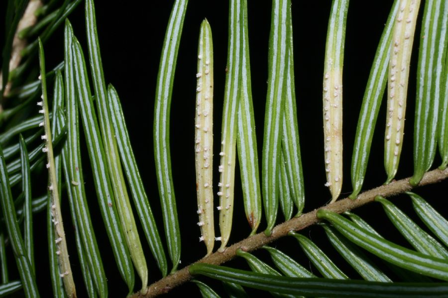 Pinaceae Abies balsamifera