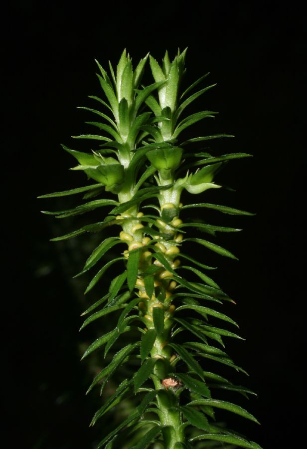 Lycopodiaceae Huperzia lucidula