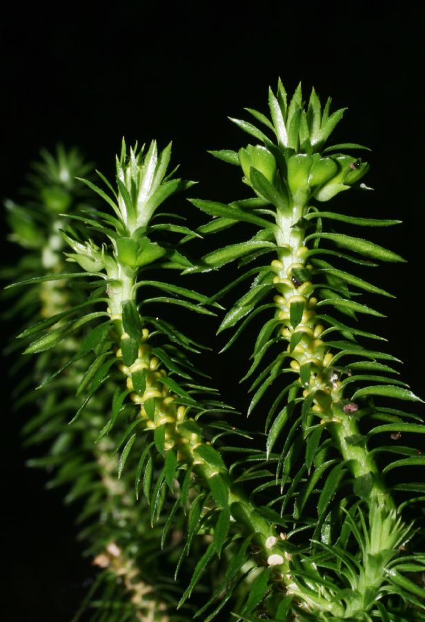 Lycopodiaceae Huperzia lucidula