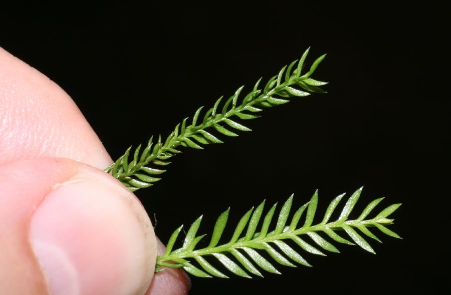 Lycopodiaceae Dendrolycopodium obscurum