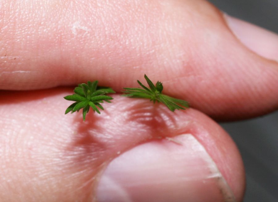 Lycopodiaceae Dendrolycopodium obscurum