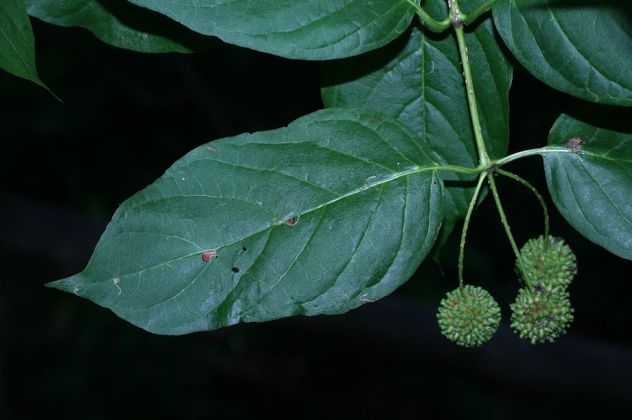 Rubiaceae Cephalanthus occidentalis