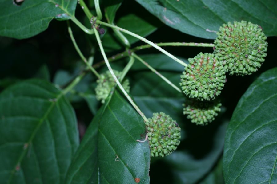 Rubiaceae Cephalanthus occidentalis