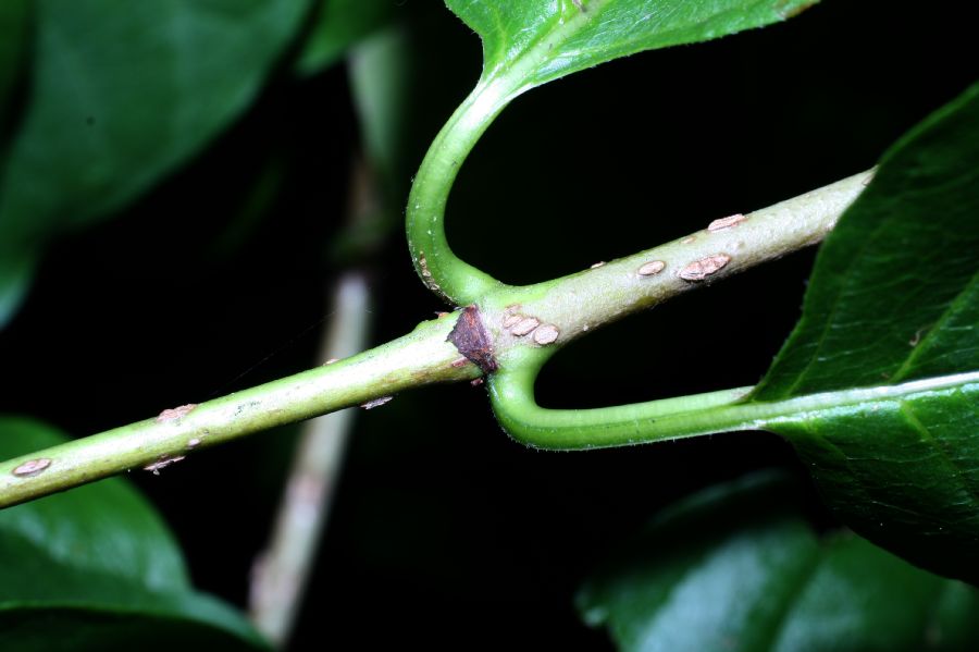 Rubiaceae Cephalanthus occidentalis