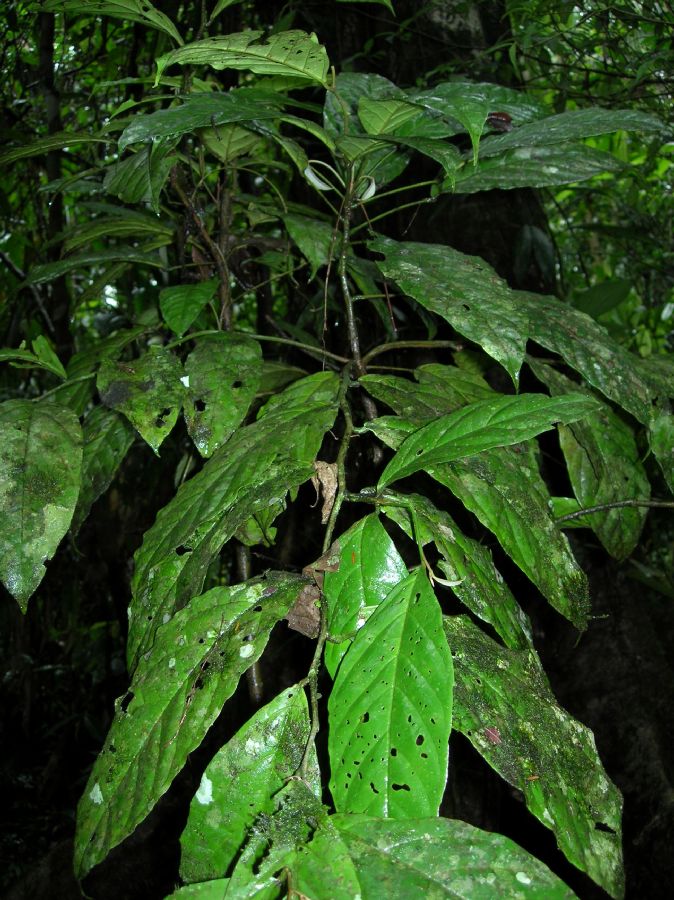 Capparaceae Capparis pittieri