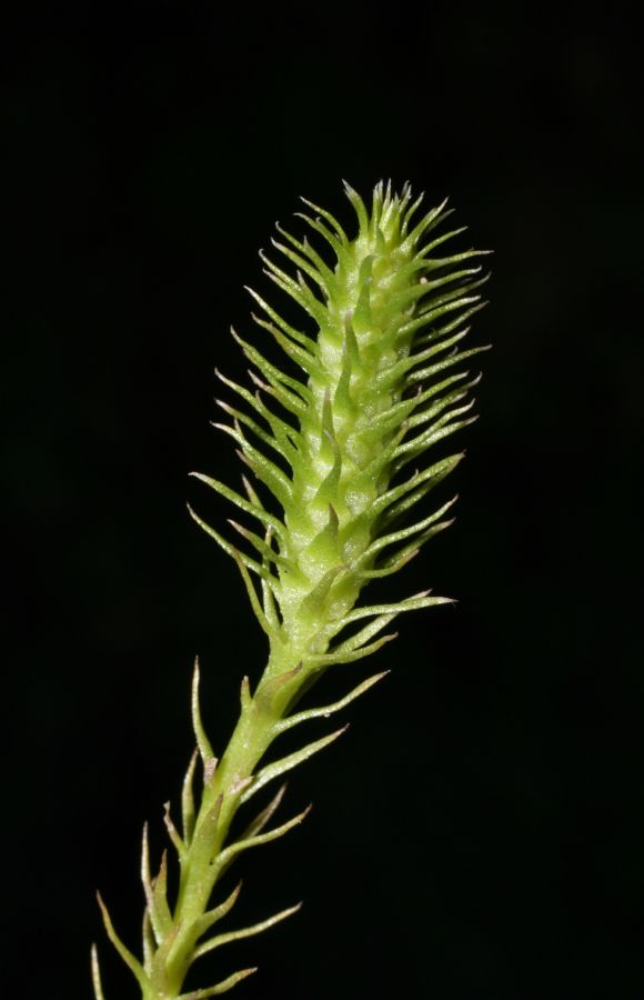 Lycopodiaceae Lycopodiella inundata