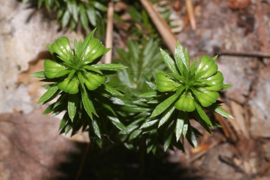 Lycopodiaceae Huperzia lucidula