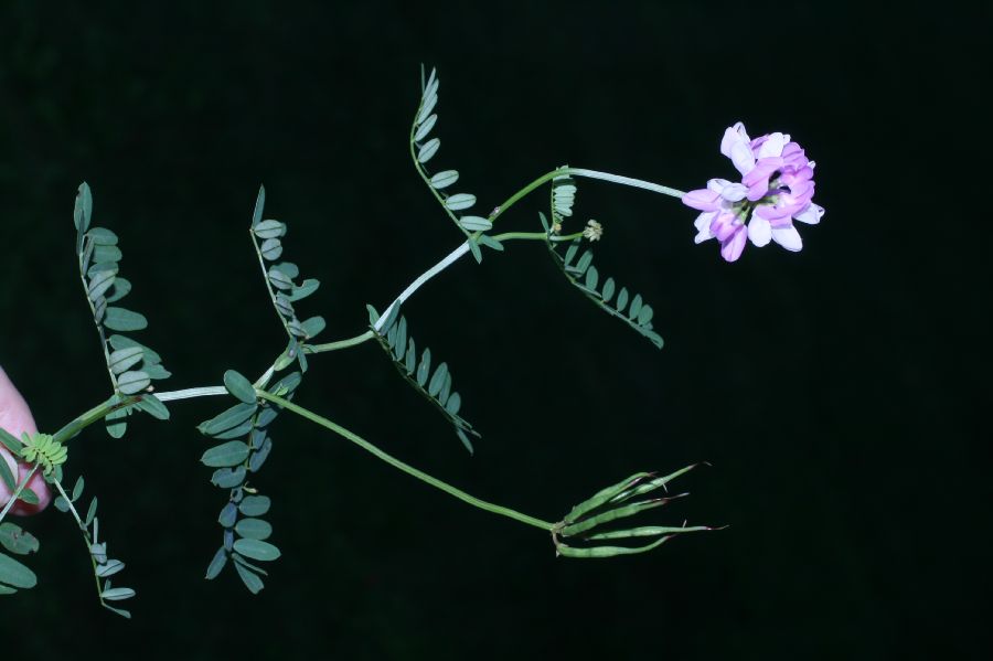 Fabaceae Coronilla varia