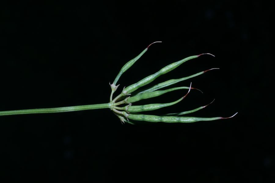 Fabaceae Coronilla varia