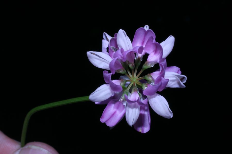 Fabaceae Coronilla varia