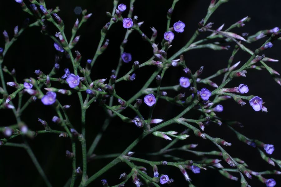 Plumbaginaceae Limonium carolinianum