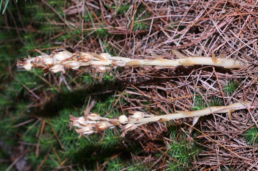 Ericaceae Monotropa hypopithys