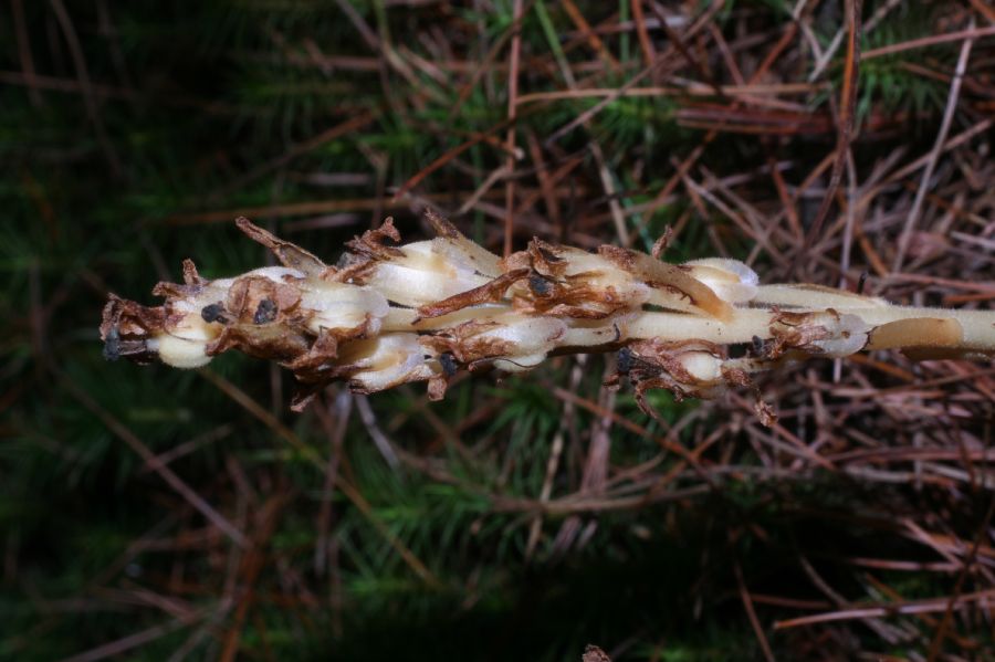 Ericaceae Monotropa hypopithys